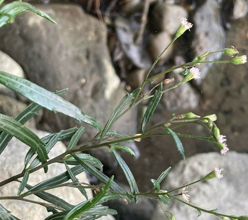 Fleischmannia sideritidis photo 5