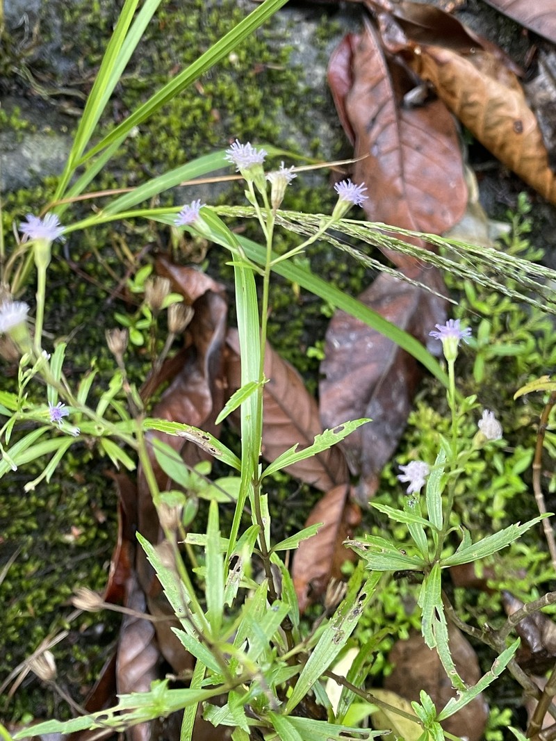 Fleischmannia sideritidis photo 6