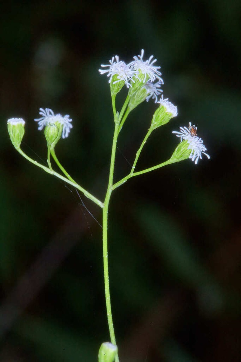 Fleischmannia sinclairii