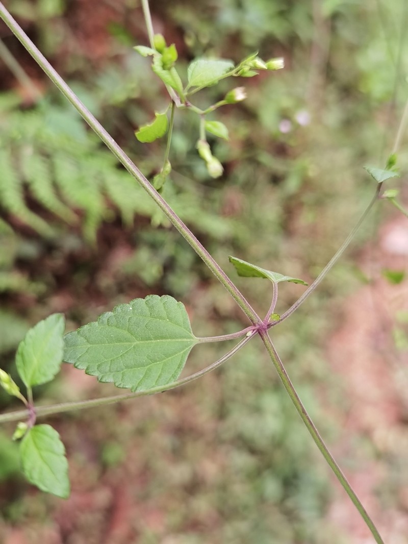 Fleischmannia sinclairii photo 2