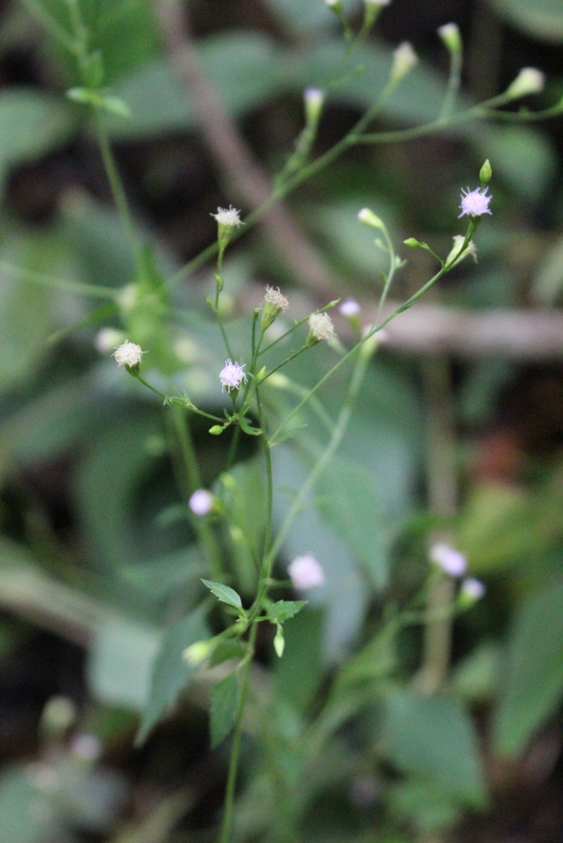 Fleischmannia sinclairii photo 3