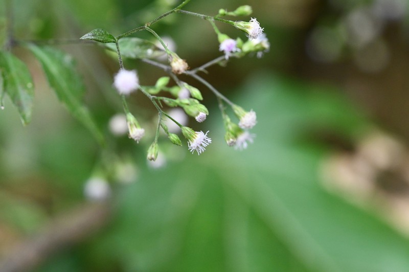 Fleischmannia sinclairii photo 4