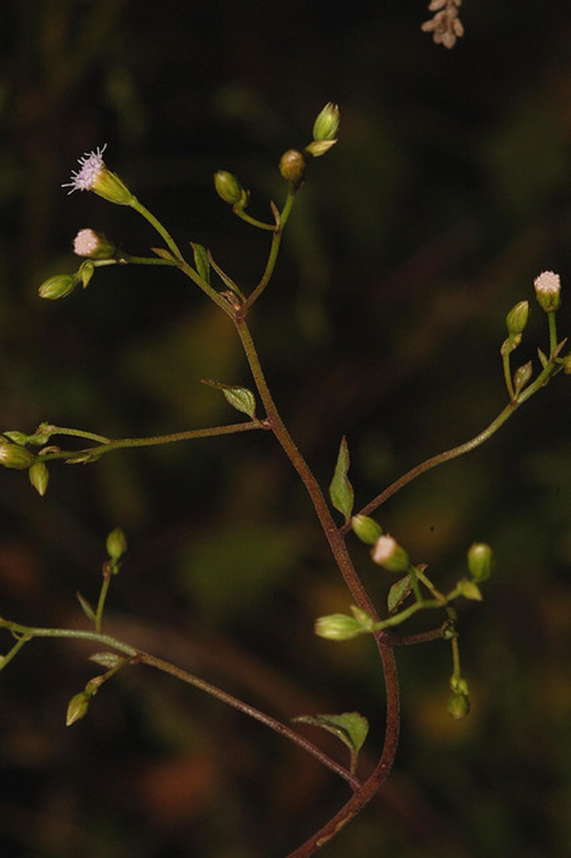 Fleischmannia sinclairii photo 6
