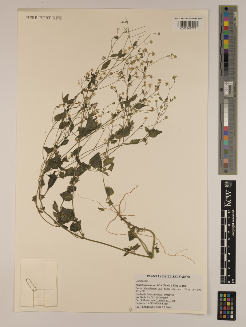 Fleischmannia sinclairii photo 7