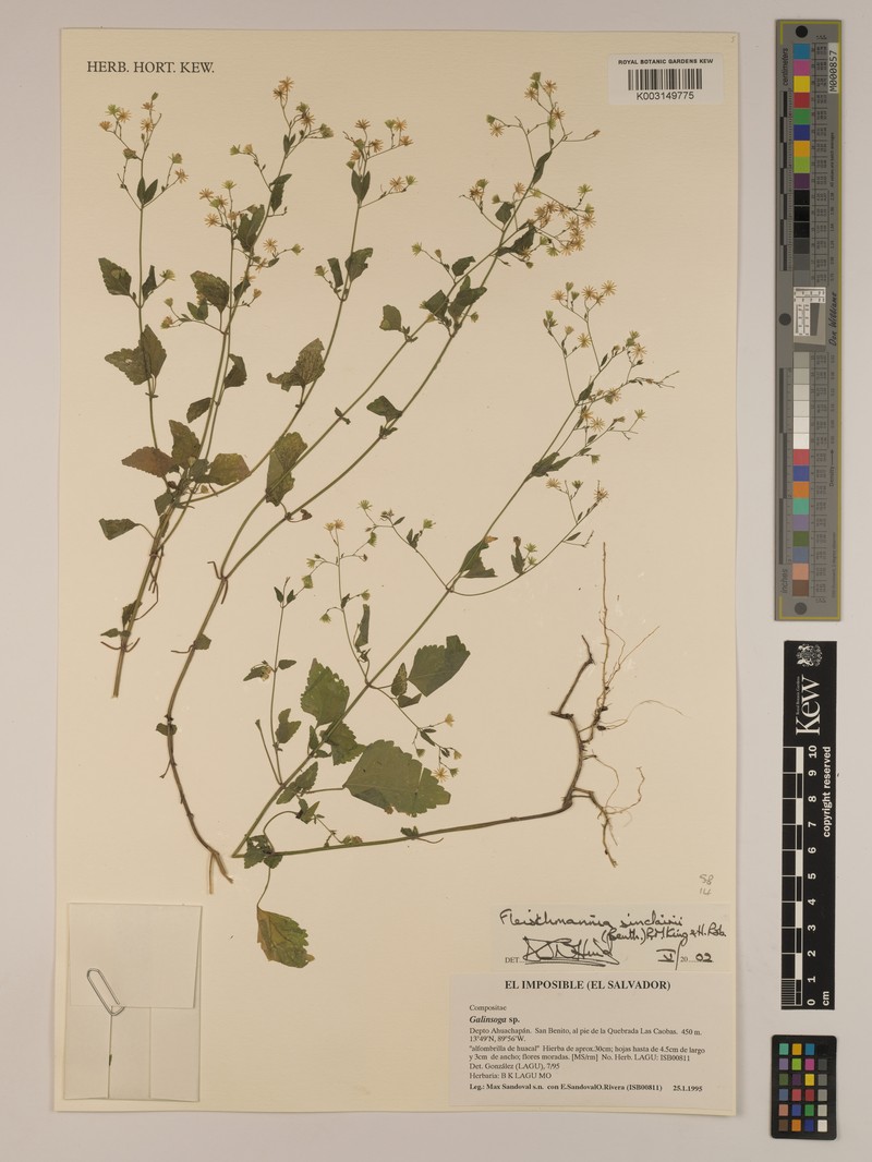 Fleischmannia sinclairii photo 8