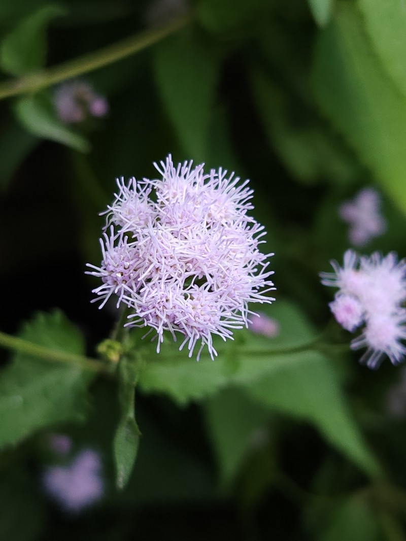 Sonoran Thoroughwort