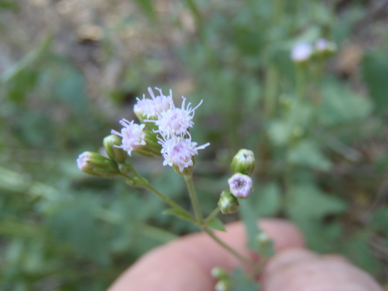Sonoran Thoroughwort