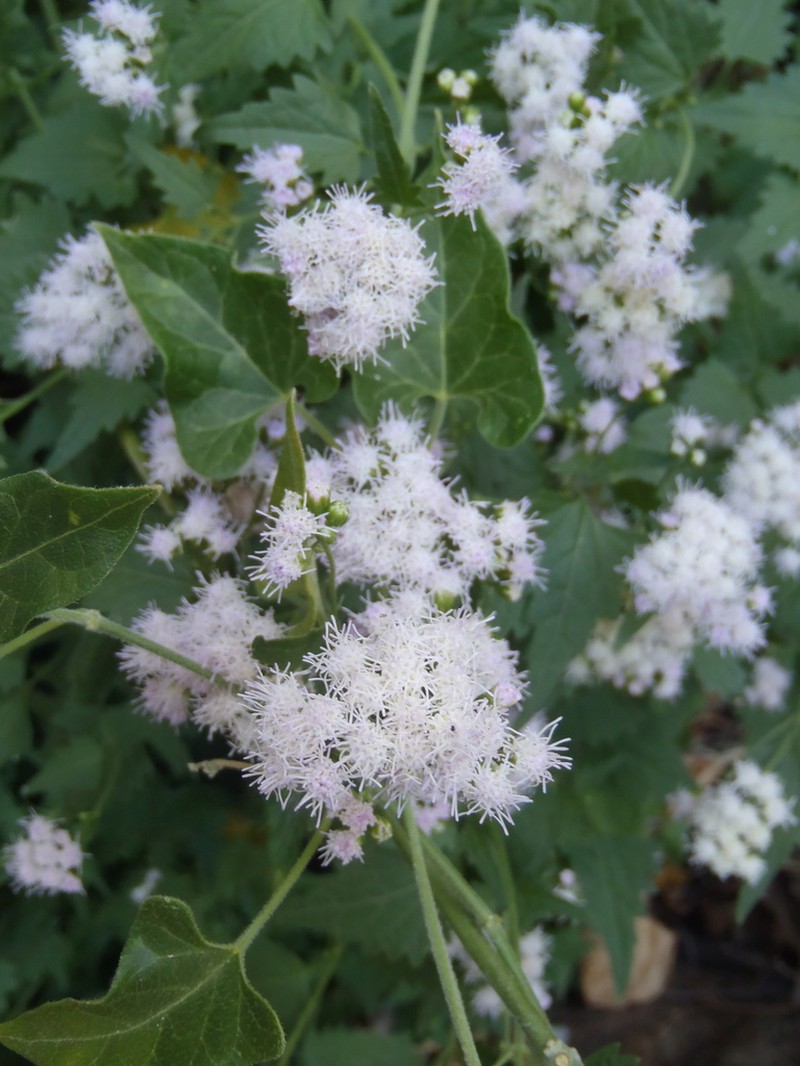 Sonoran Thoroughwort photo 2