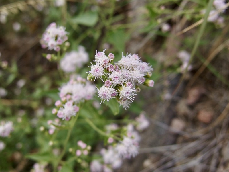 Sonoran Thoroughwort photo 4