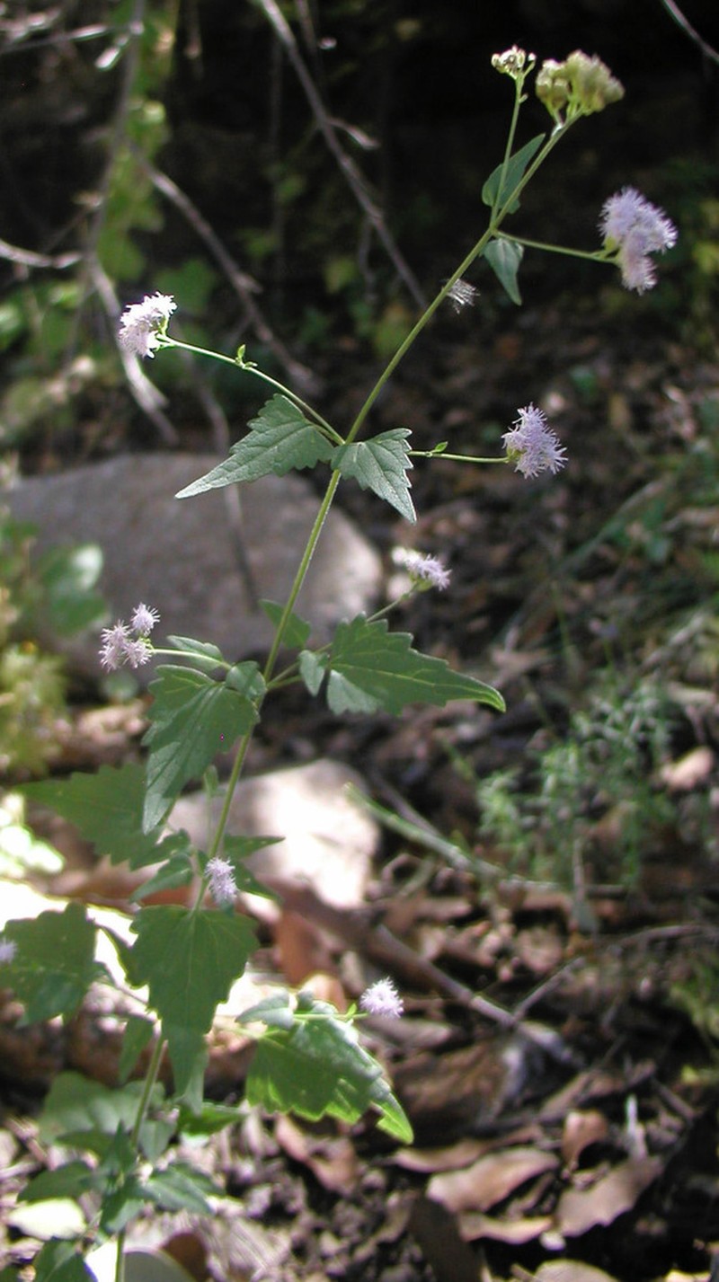 Sonoran Thoroughwort photo 5
