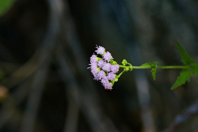 Sonoran Thoroughwort photo 6