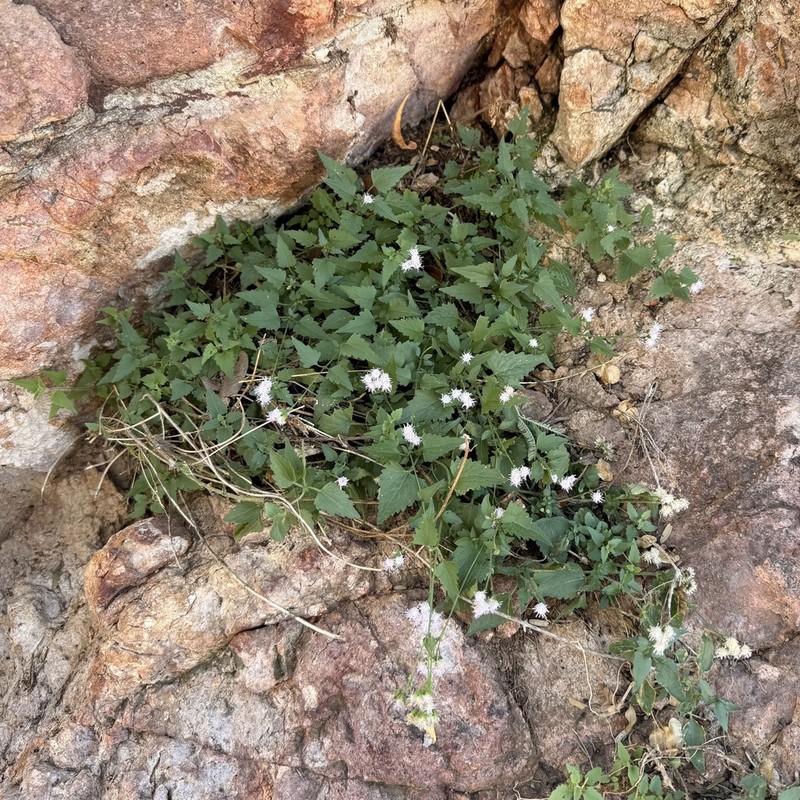 Sonoran Thoroughwort photo 7