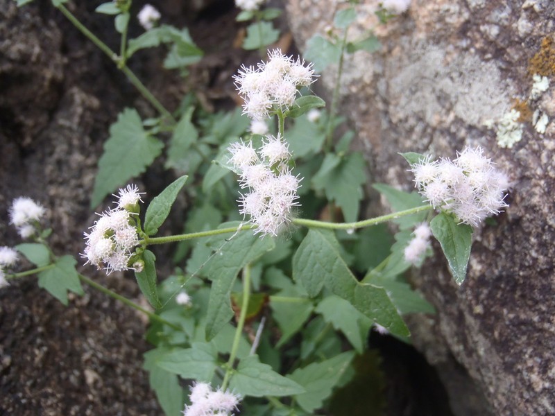 Sonoran Thoroughwort photo 8