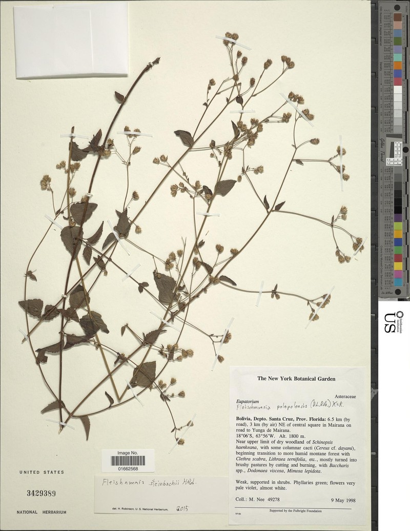 Fleischmannia steinbachii