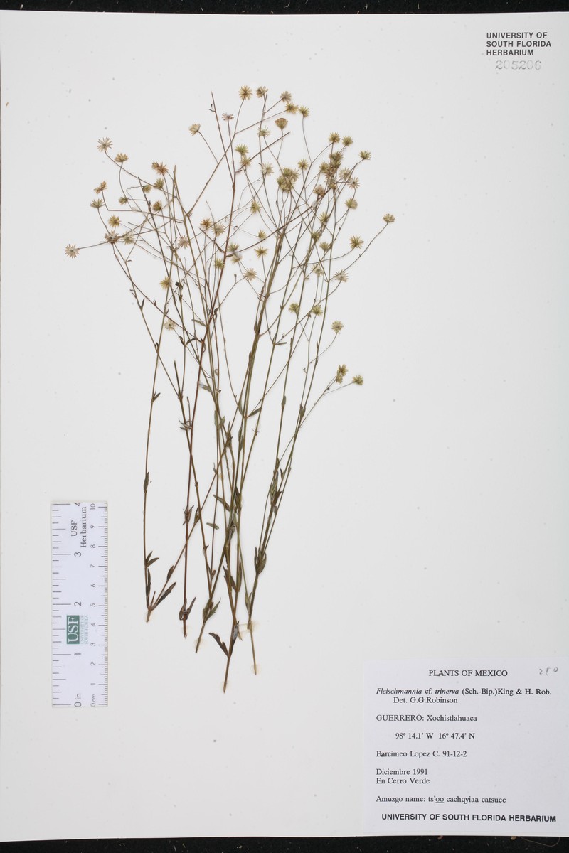 Fleischmannia trinervia