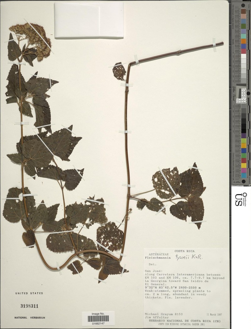 Fleischmannia tysonii