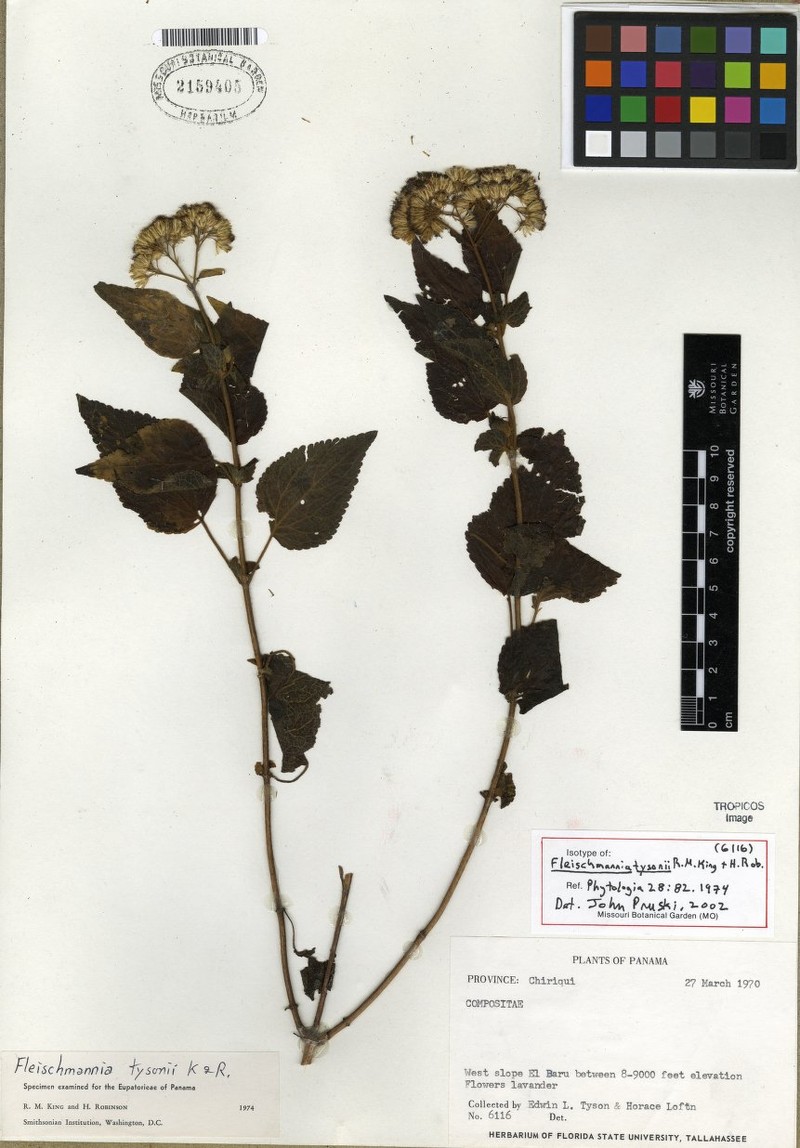 Fleischmannia tysonii photo 2