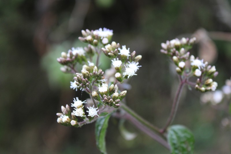 Fleischmannia vargasii photo 2