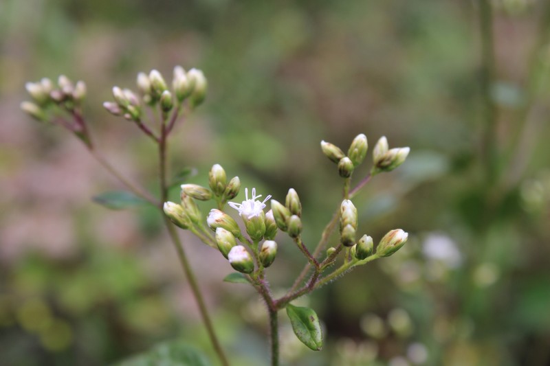 Fleischmannia vargasii photo 4