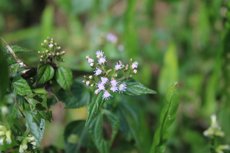 Fleischmannia vargasii photo 5