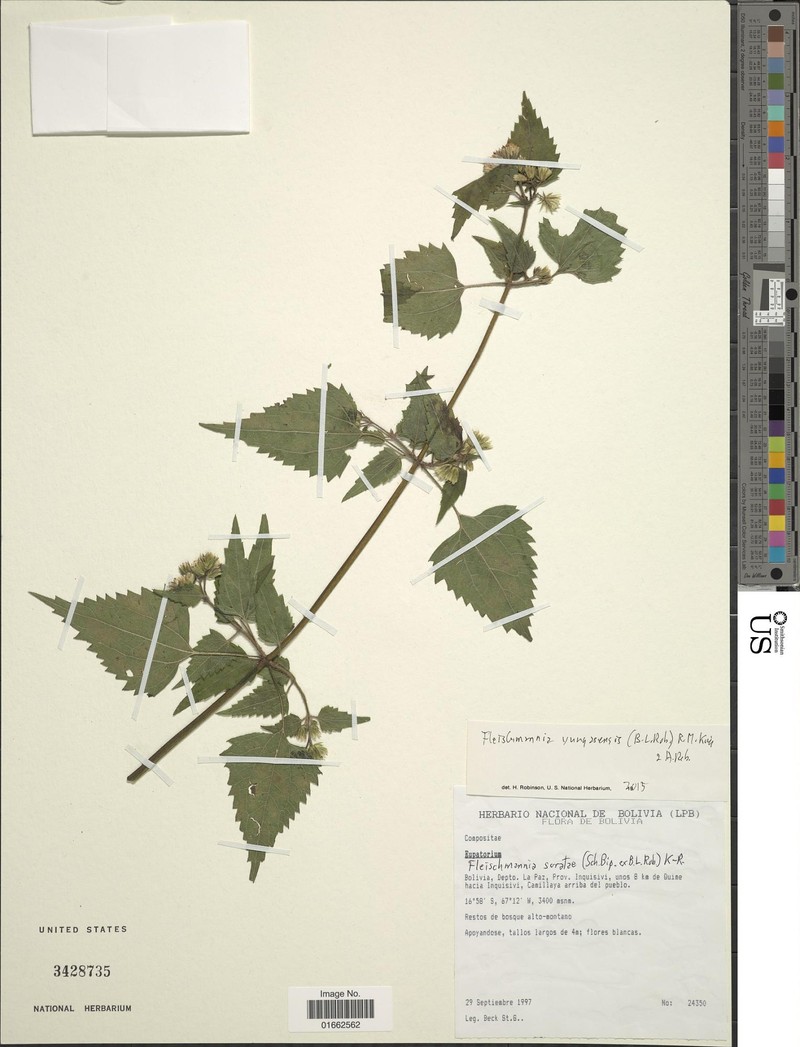 Fleischmannia yungasensis