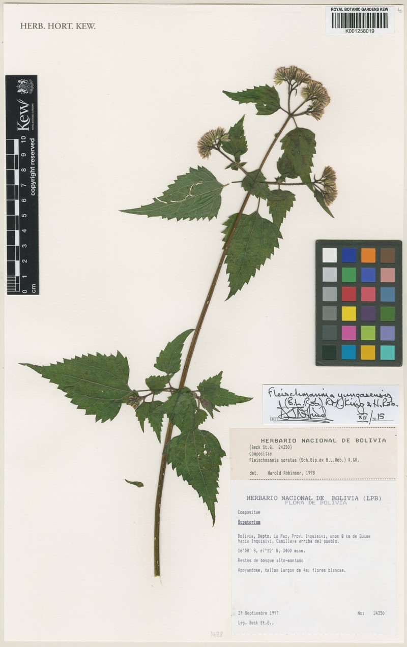 Fleischmannia yungasensis photo 2