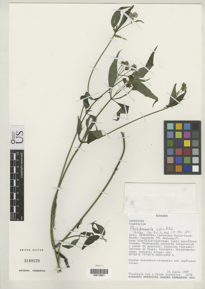 Fleischmannia zakii