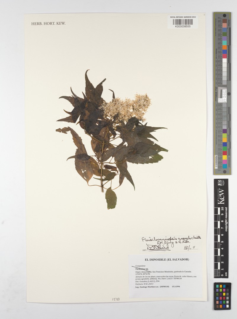 Fleischmanniopsis anomalochaeta photo 2
