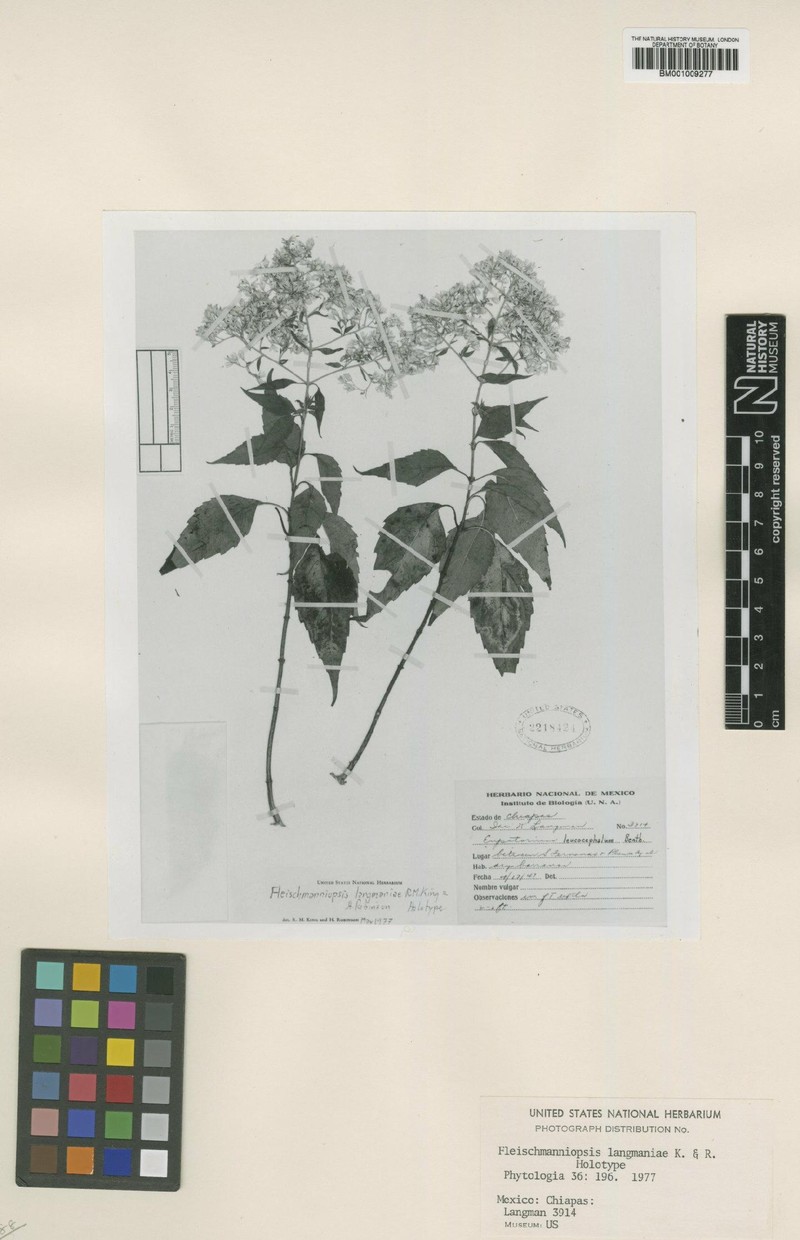 Fleischmanniopsis langmaniae