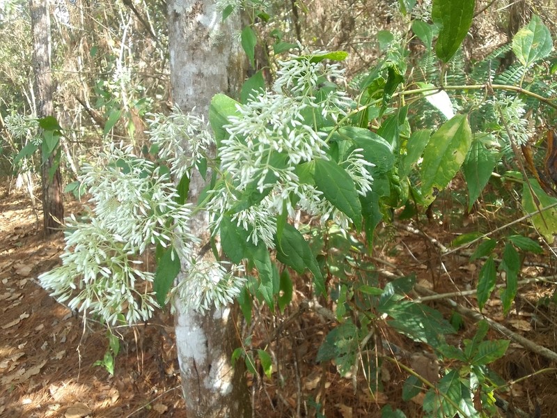 Fleischmanniopsis leucocephala
