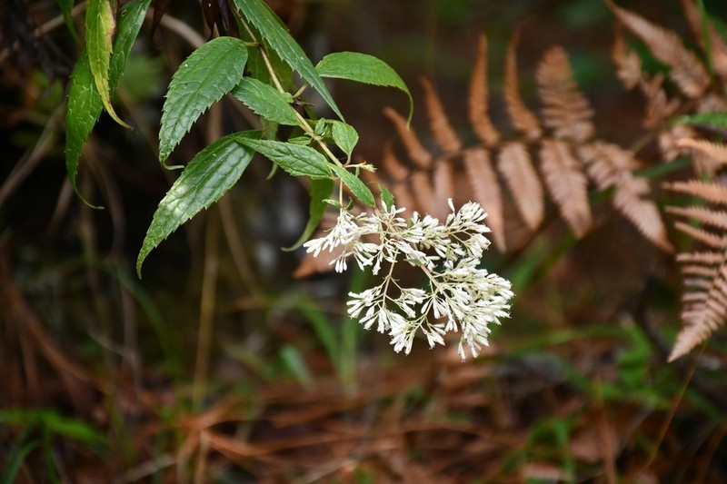 Fleischmanniopsis leucocephala photo 2