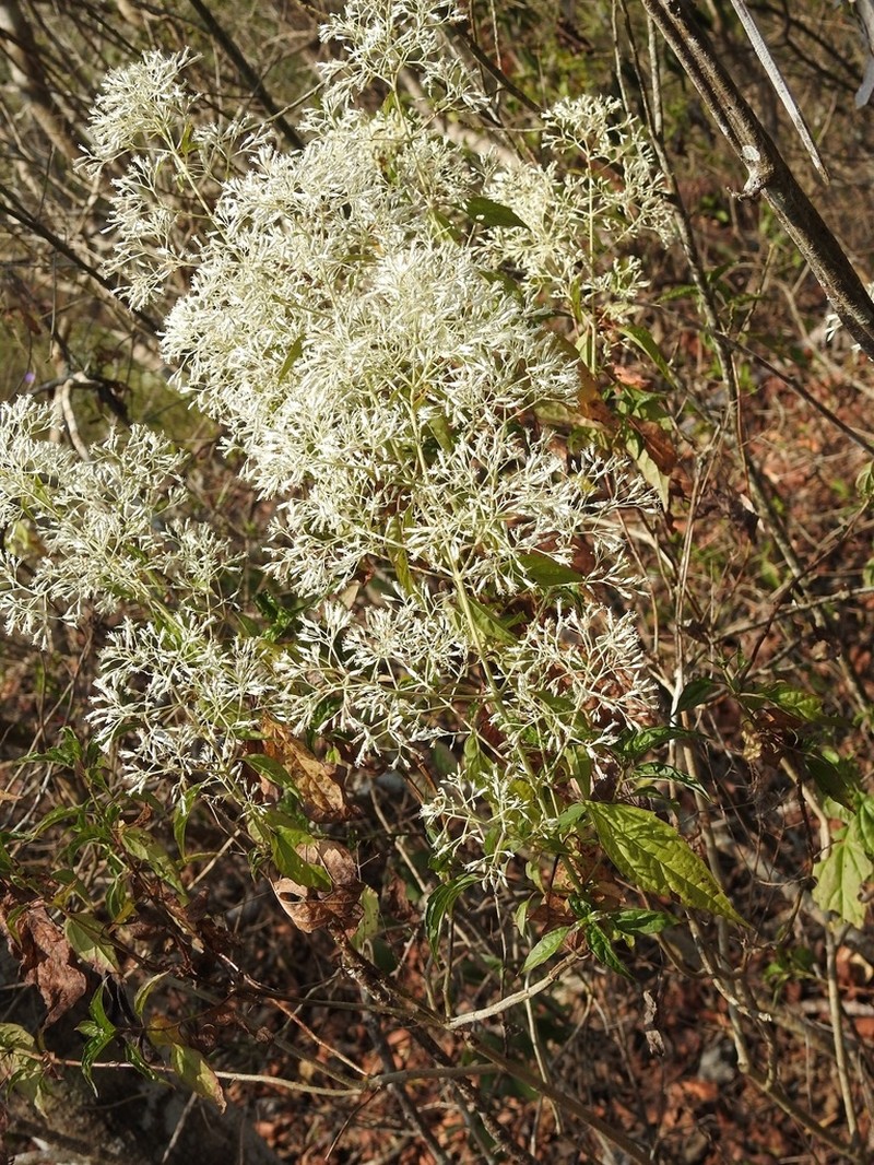 Fleischmanniopsis leucocephala photo 3