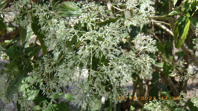 Fleischmanniopsis leucocephala photo 4