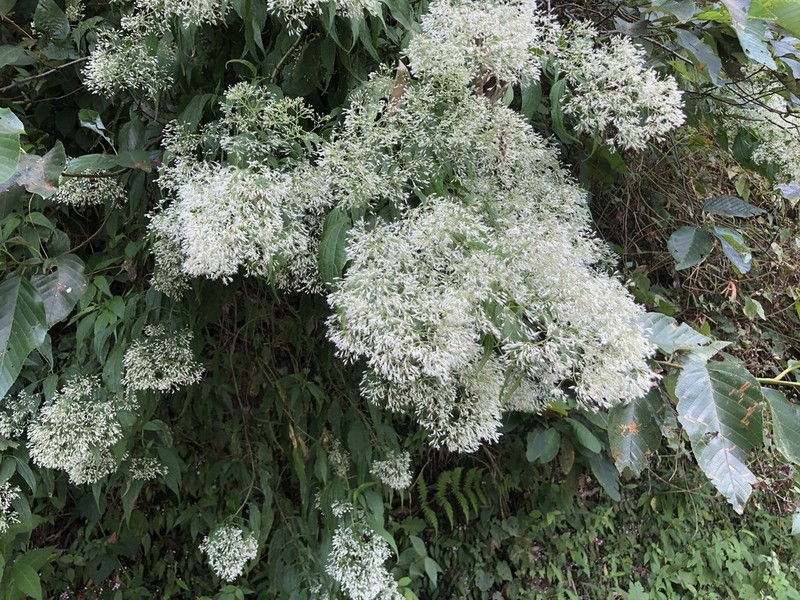 Fleischmanniopsis leucocephala photo 6