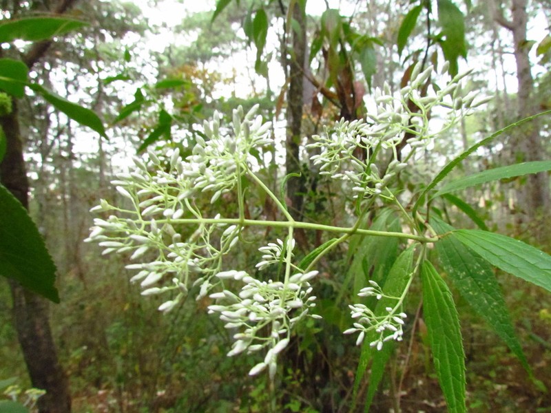 Fleischmanniopsis leucocephala photo 8