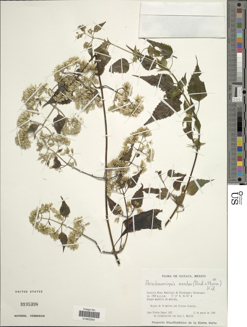 Fleischmanniopsis mendax