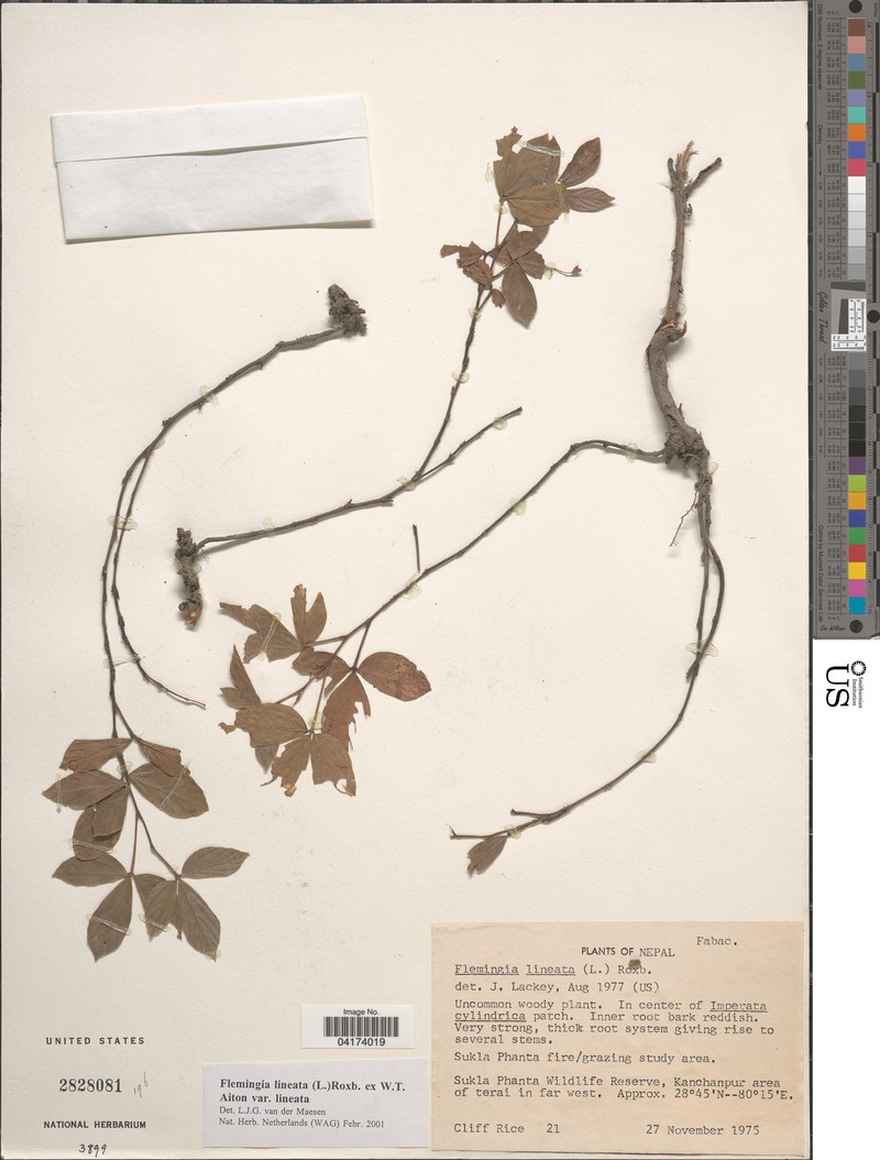 Flemingia lineata var. lineata