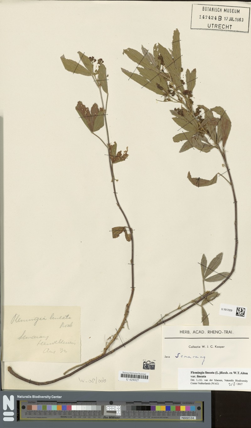 Flemingia lineata var. lineata photo 2