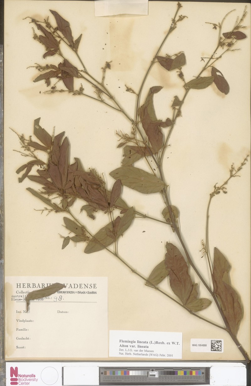 Flemingia lineata var. lineata photo 3