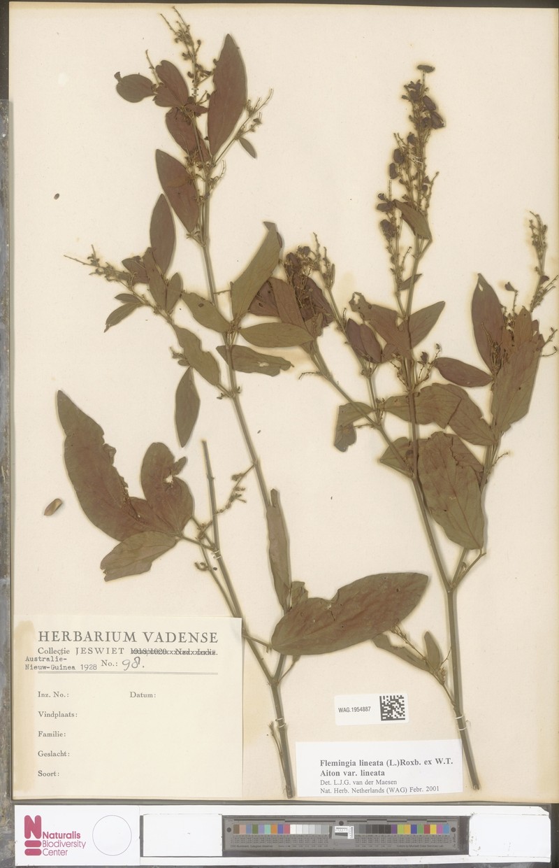 Flemingia lineata var. lineata photo 4