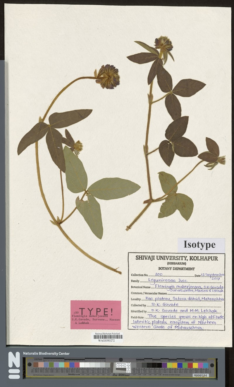 Flemingia mukerjeeana