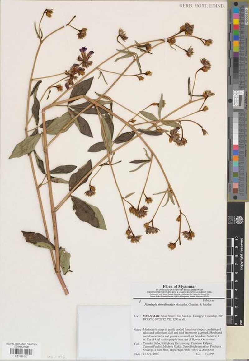 Flemingia sirindhorniae