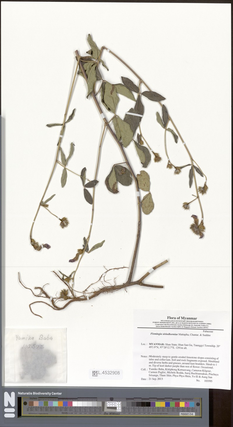 Flemingia sirindhorniae photo 2