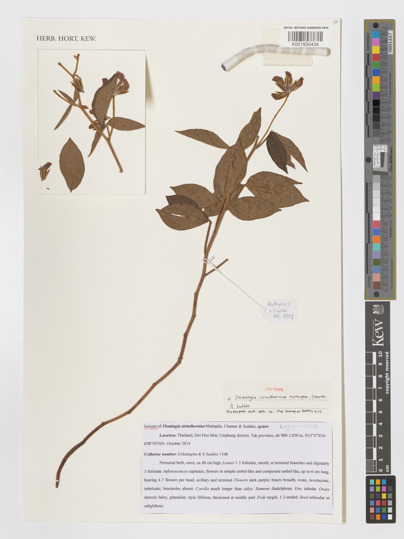 Flemingia sirindhorniae photo 3