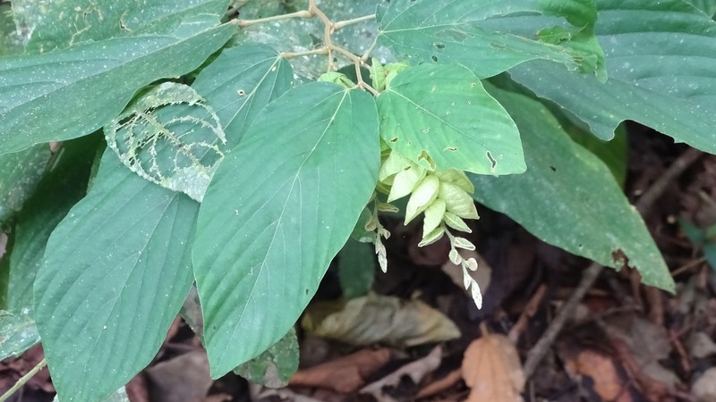 Wildhops photo 2