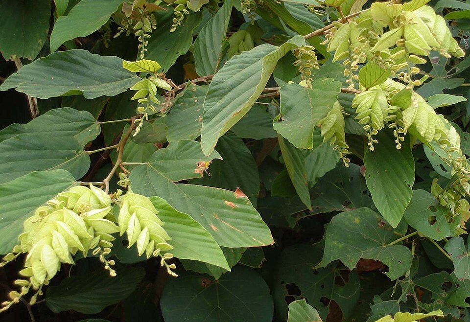 Wildhops photo 4