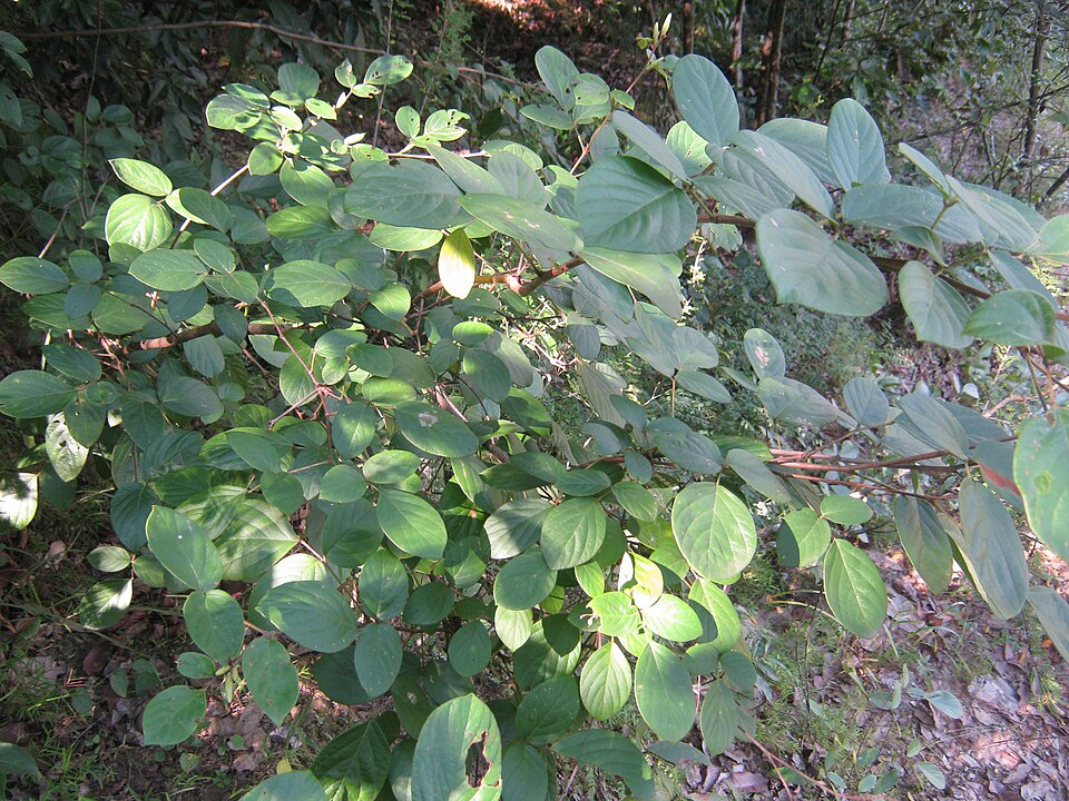 Wildhops photo 5