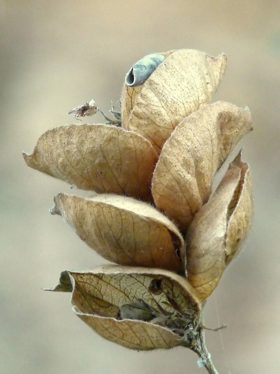 Wildhops photo 6