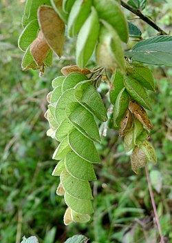 Wildhops