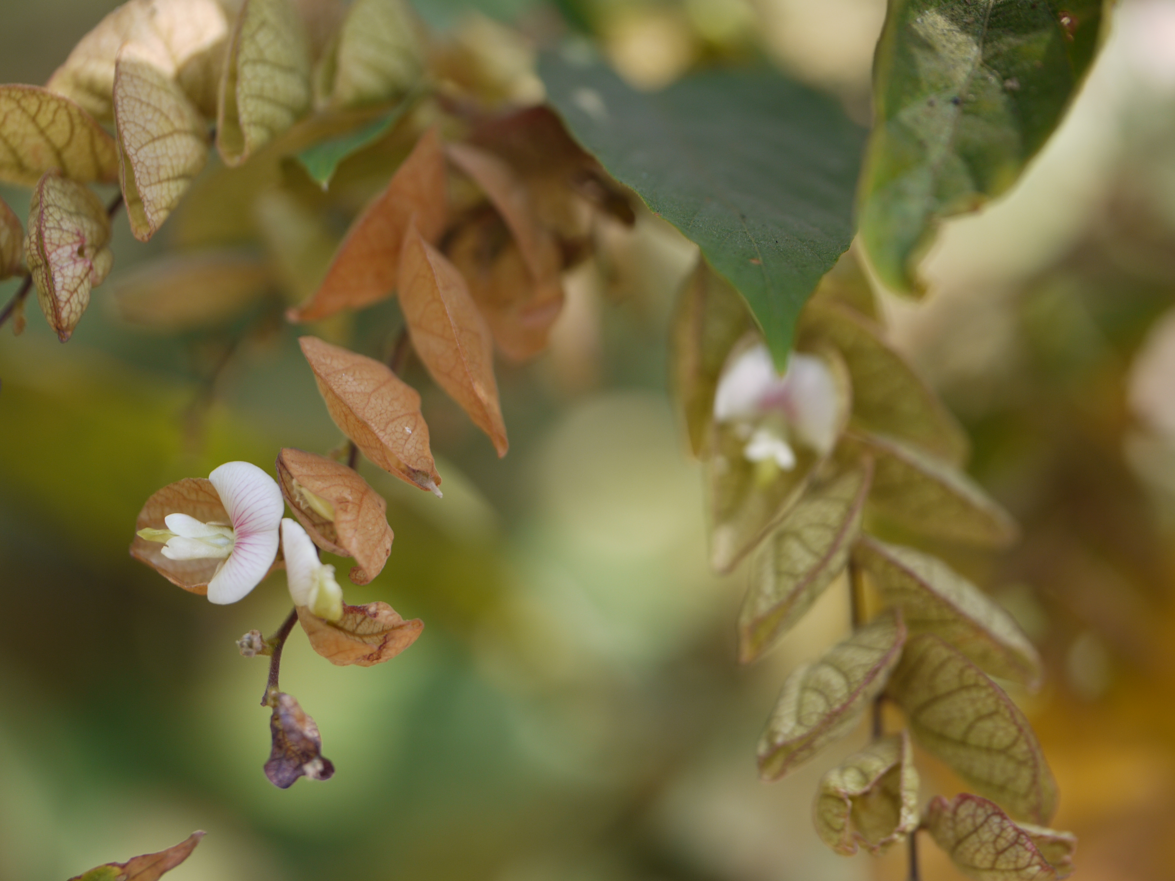 Wildhops photo 7